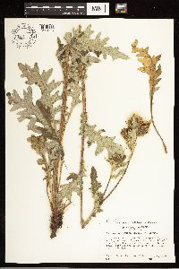 Cirsium clavatum var. americanum image