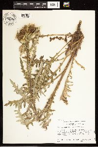 Cirsium clavatum var. americanum image
