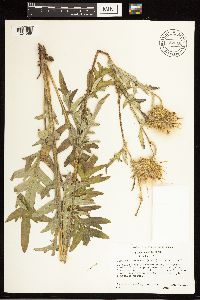 Cirsium clavatum var. americanum image