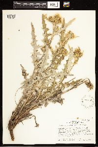 Cirsium clavatum var. americanum image