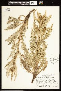 Cirsium clavatum var. americanum image
