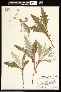 Cirsium clavatum var. americanum image