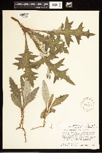 Cirsium clavatum var. americanum image