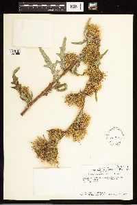 Cirsium clavatum var. americanum image