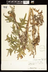 Cirsium clavatum var. americanum image