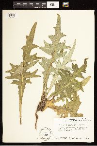 Cirsium clavatum var. americanum image