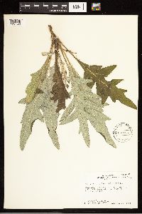 Cirsium clavatum var. americanum image