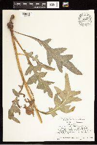 Cirsium clavatum var. americanum image