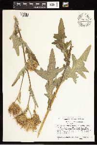 Cirsium clavatum var. americanum image