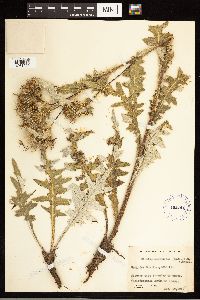 Cirsium clavatum var. americanum image