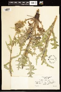 Cirsium clavatum var. americanum image