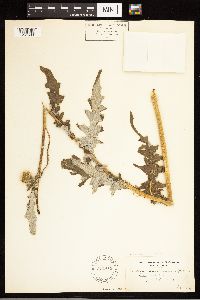 Cirsium clavatum var. americanum image