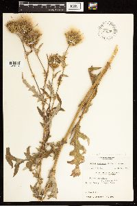 Cirsium clavatum var. americanum image