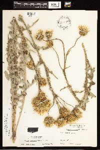 Cirsium clavatum var. americanum image