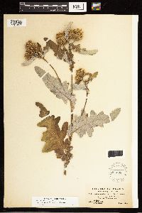 Cirsium clavatum var. americanum image