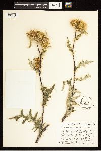 Cirsium clavatum var. americanum image