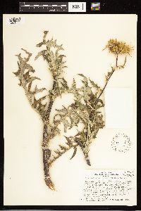 Cirsium clavatum var. americanum image