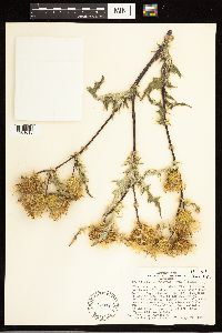 Cirsium clavatum var. americanum image