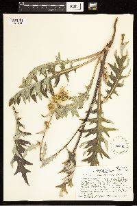 Cirsium clavatum var. americanum image
