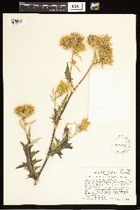 Cirsium clavatum var. americanum image