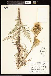 Cirsium clavatum var. americanum image