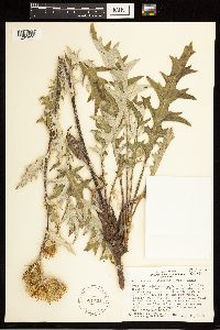 Cirsium clavatum var. americanum image