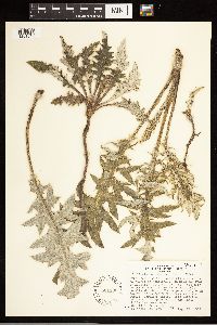 Cirsium clavatum var. americanum image