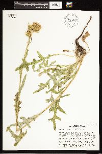 Cirsium clavatum var. americanum image