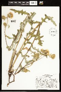Cirsium clavatum var. americanum image