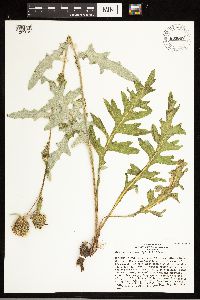 Cirsium clavatum var. americanum image
