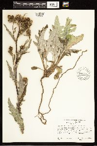 Cirsium clavatum var. americanum image
