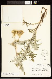 Cirsium clavatum var. americanum image