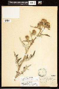 Cirsium clavatum var. americanum image