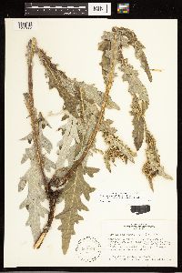 Cirsium clavatum var. americanum image