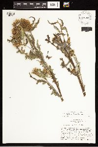 Cirsium clavatum var. americanum image