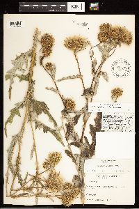 Cirsium clavatum var. americanum image