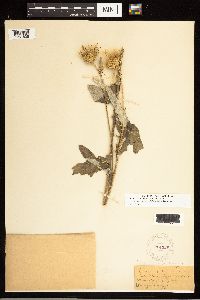 Cirsium clavatum var. americanum image