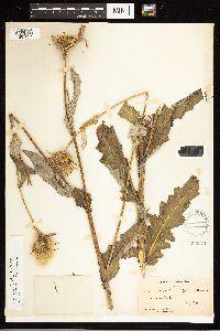 Cirsium clavatum var. americanum image