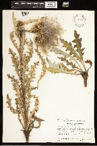 Cirsium clavatum var. americanum image