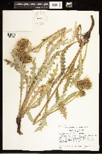 Cirsium clavatum var. americanum image