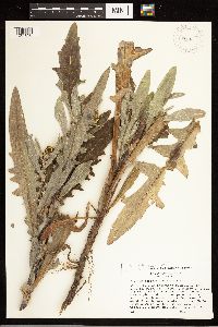 Cirsium clavatum var. americanum image