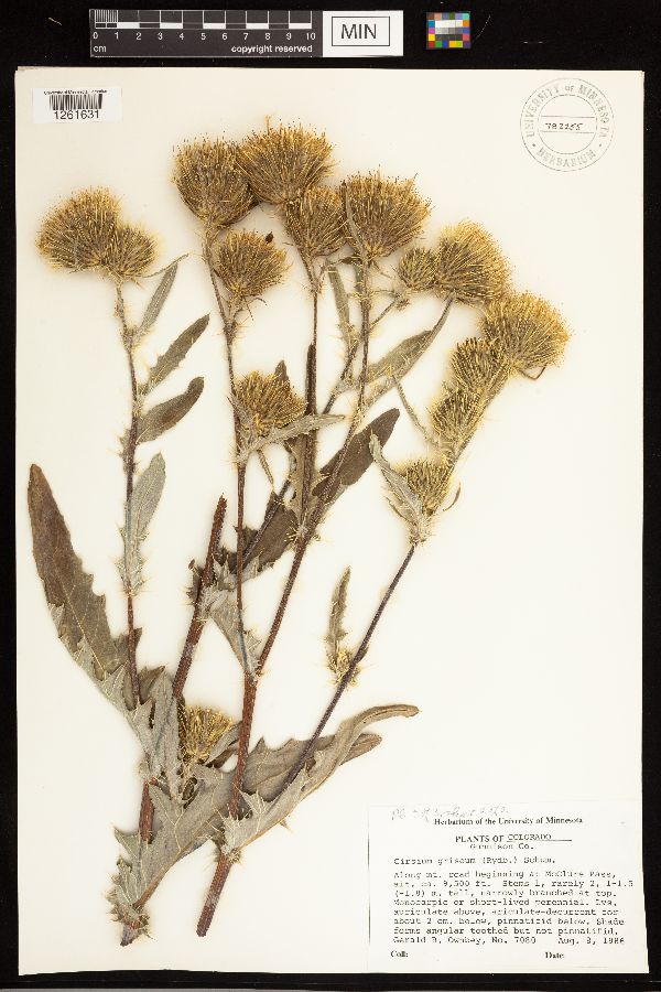 Cirsium clavatum var. americanum image