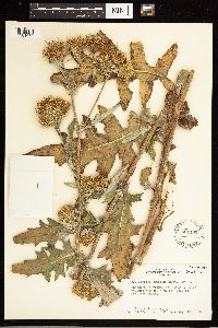 Cirsium clavatum var. americanum image