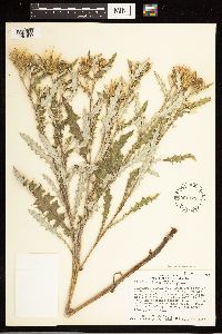 Cirsium clavatum var. americanum image