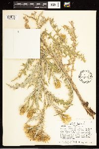 Cirsium clavatum var. americanum image