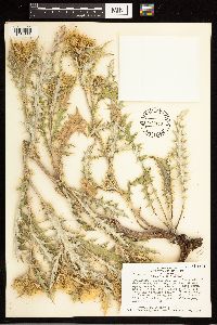 Cirsium clavatum var. americanum image