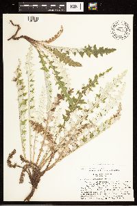 Cirsium clavatum var. americanum image