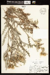 Cirsium clavatum var. americanum image