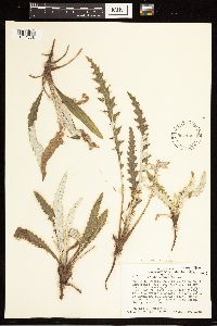 Cirsium clavatum var. americanum image