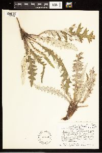 Cirsium clavatum var. americanum image